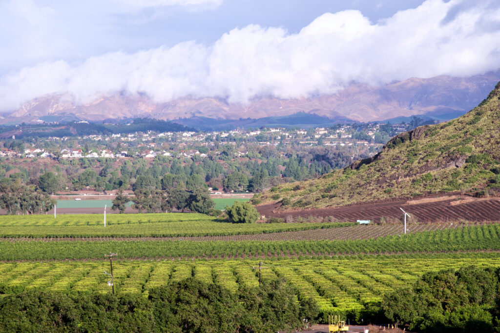 Citrus tree groves nestled in a valley with hills covered in clouds in Camarillo California