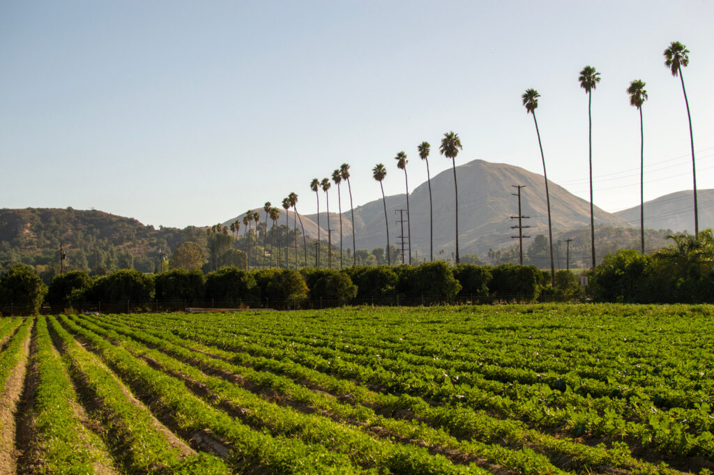 Zucchini fields with an orange grove lined with palm trees leading into Fillmore California